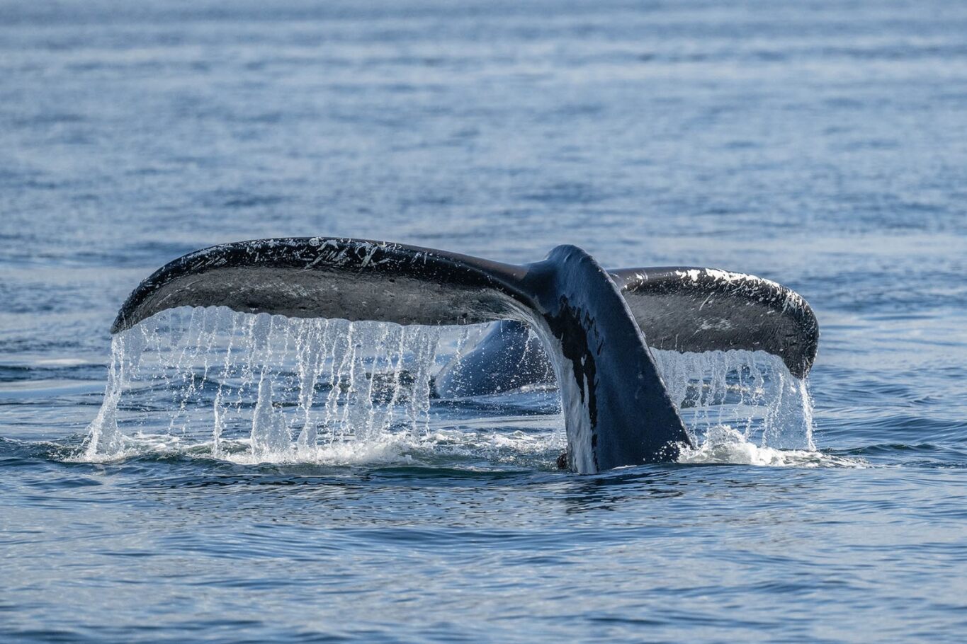 Whale Tale Fabric Panel - OCE-057C