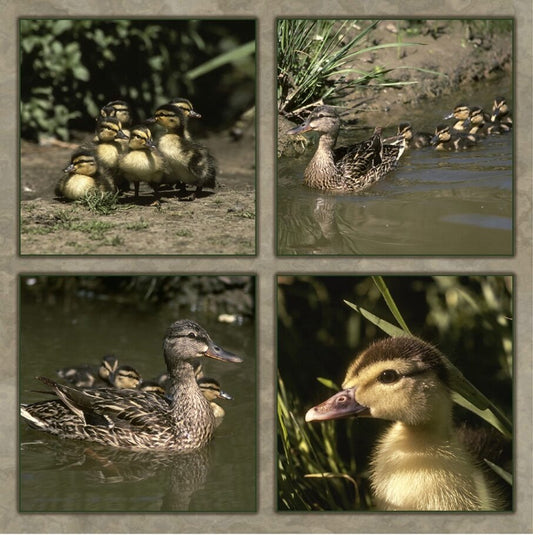 Mallard Duck Family Fabric Panel - BLB-022C
