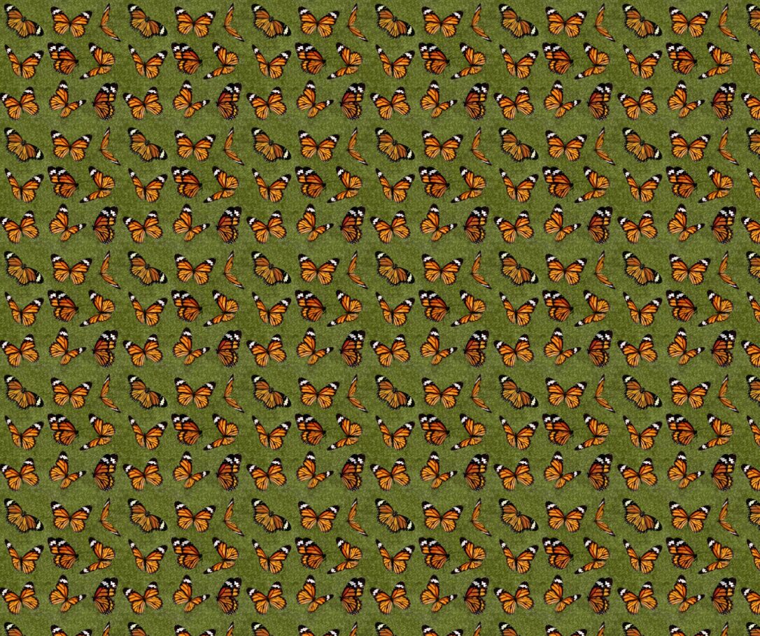 Butterfly with Green Background Fabric - FOFY-008 - Focus on Fabric Yardage