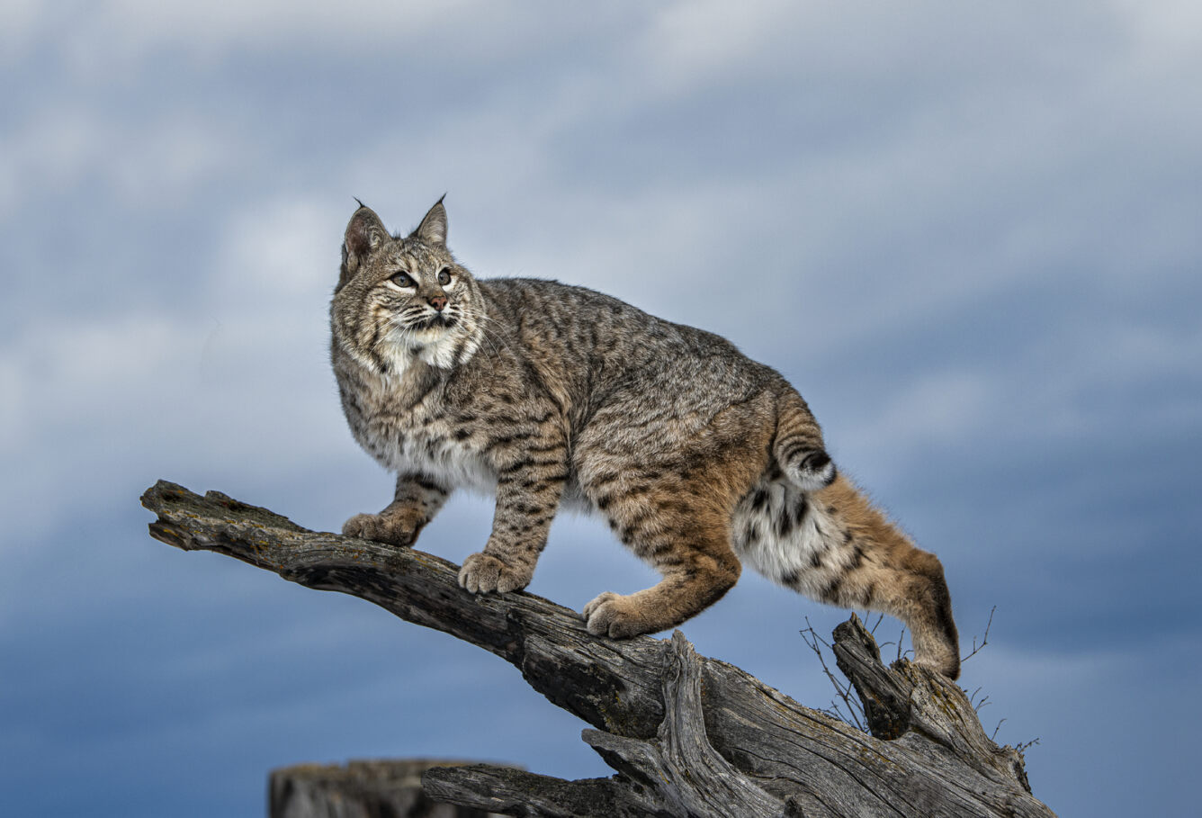 Bobcat Fabric Panel - JAP-003