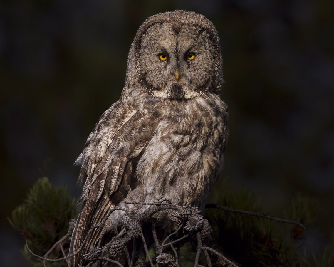 Great Grey Owl Fabric Panel - JAP-005C