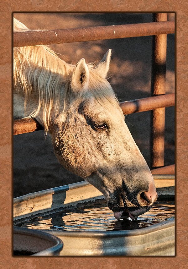Horse to Water Fabric Panel - AHS-050C