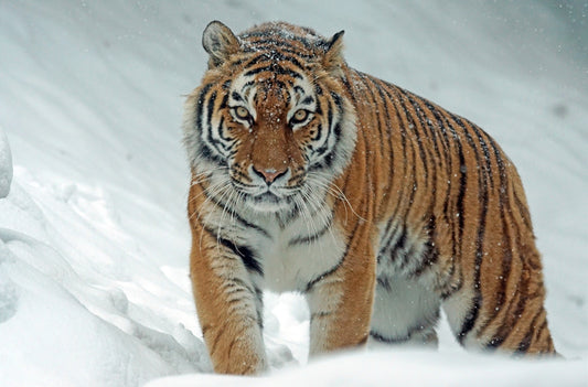 Tiger in Snow Fabric Panel - AWC-017