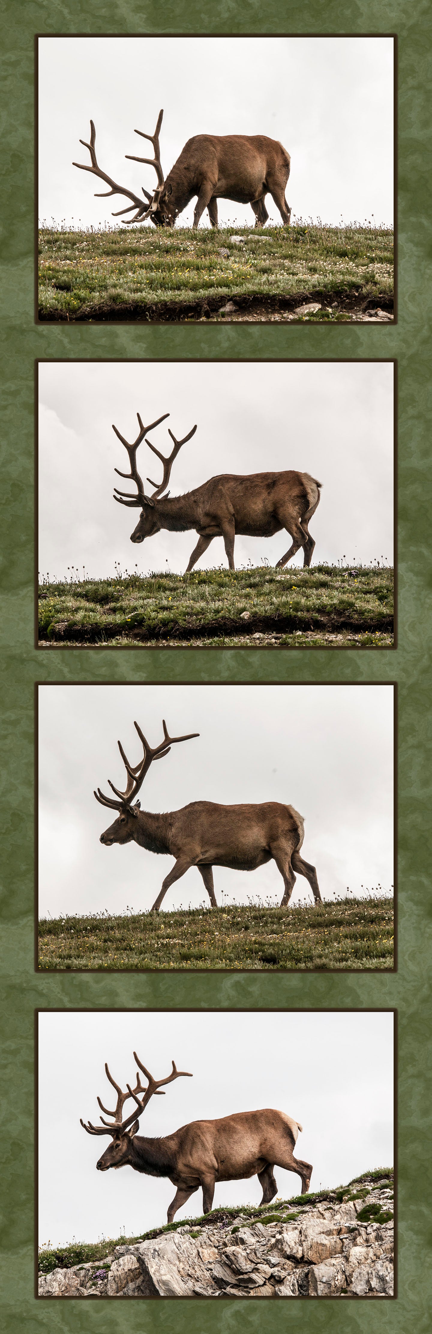 Four Bull Elk Fabric Panel - ANW-005C