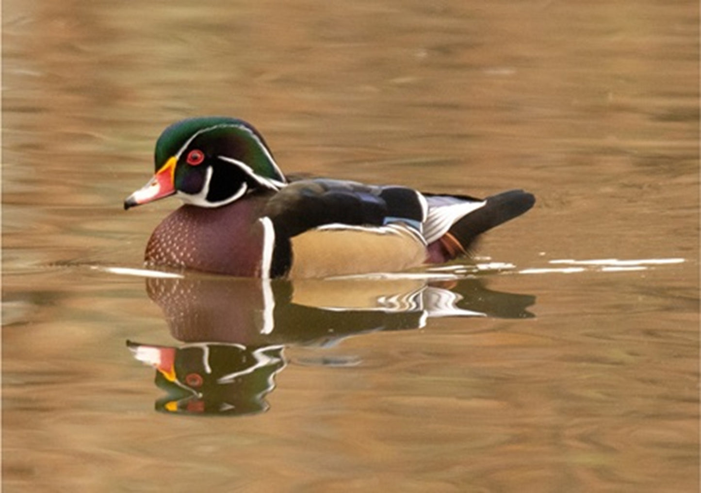 Swimming Wood Duck Fabric Panel - BBG-014