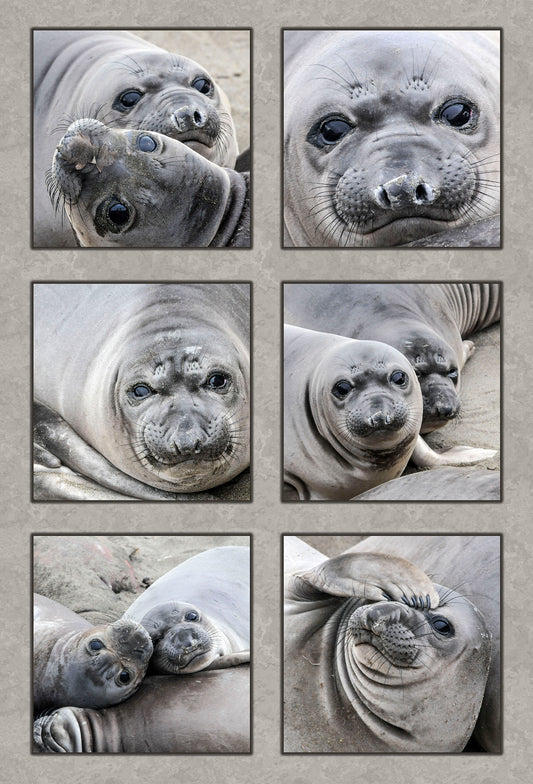 Elephant Seal Pups Fabric Panel - OCE-010