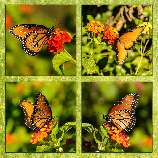 Four Monarch Butterflies Fabric Panel - BRM-002