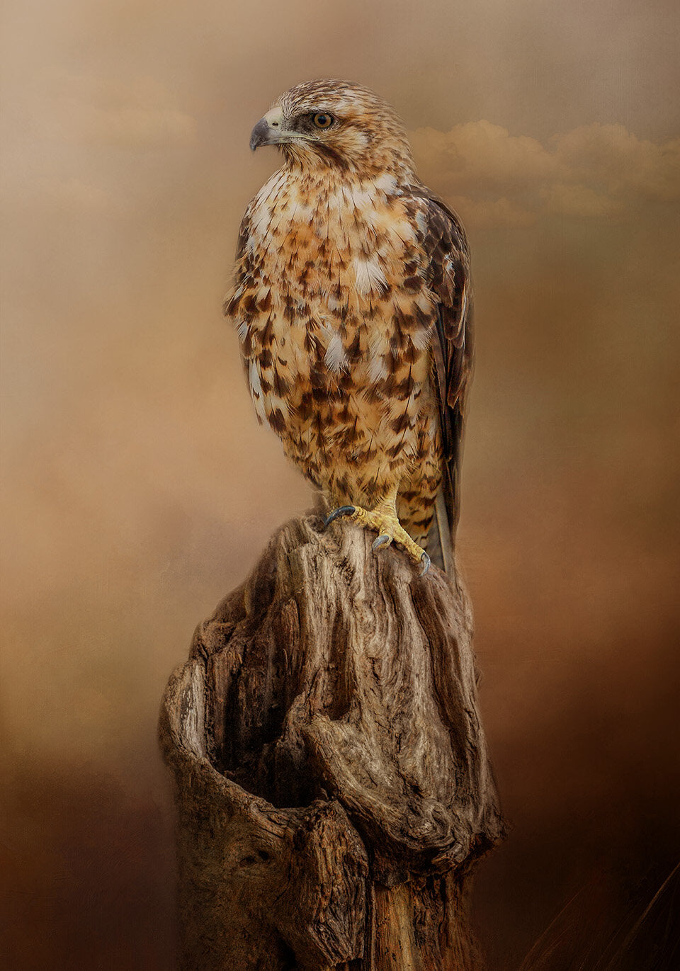 Looking for Dinner Hawk Fabric Panel - BBP-010C – Focus on Fabric