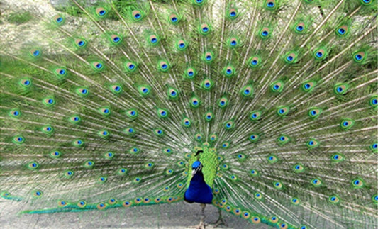 Peacock Fabric Panel - BLB-029C