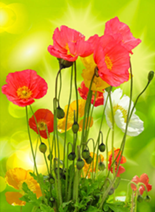 Fun Size Garden Poppies Fabric Panel - FUN-029