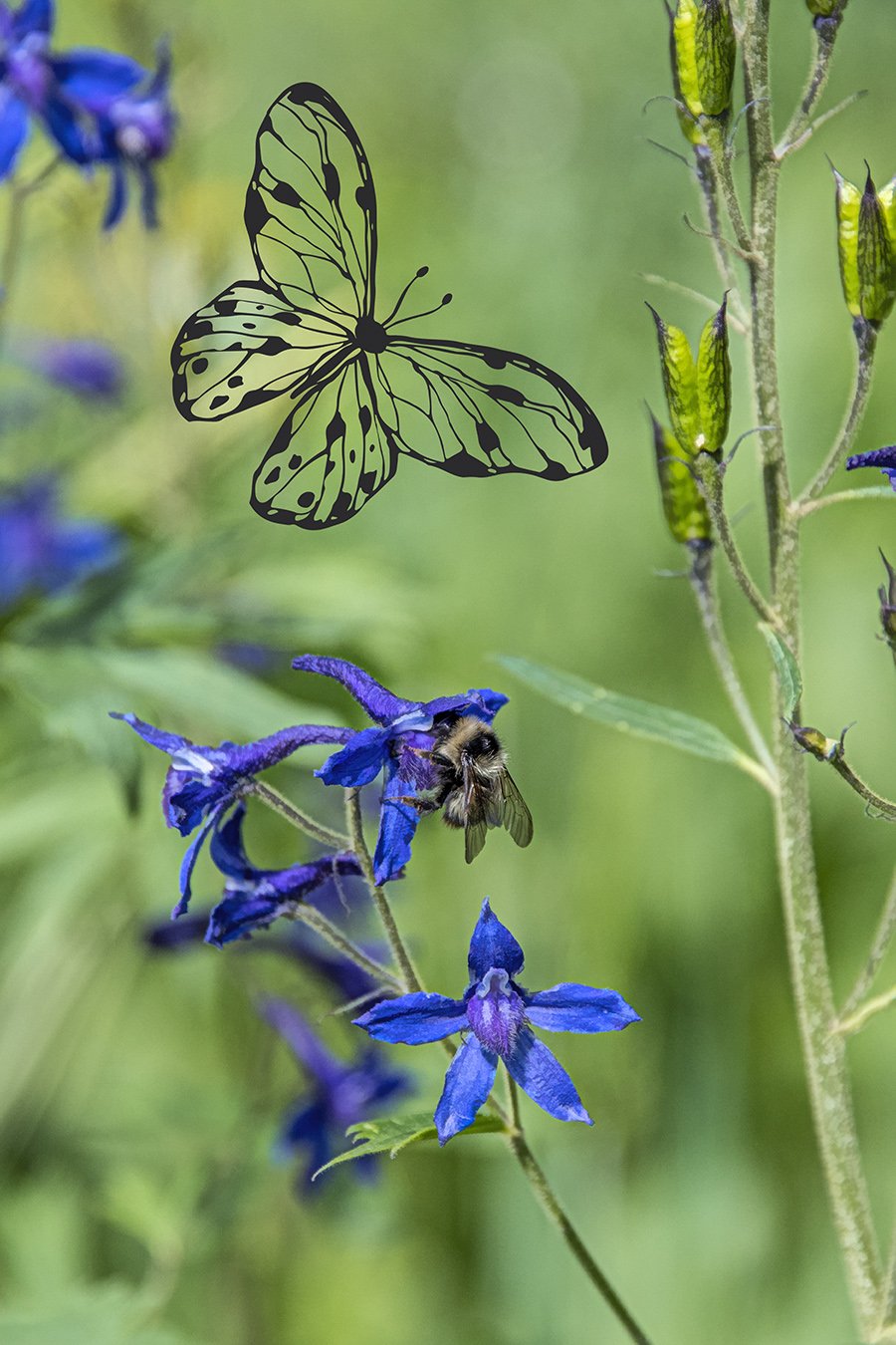 Larkspur with Bee/Butterfly Fabric Panel - FLR-002C