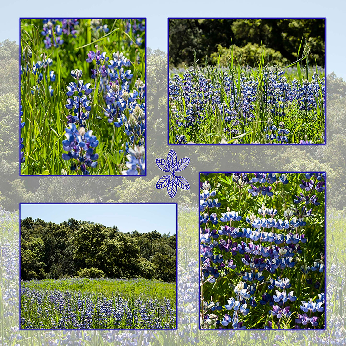 Super Bloom Lupine Fabric Panel - FLR-013C