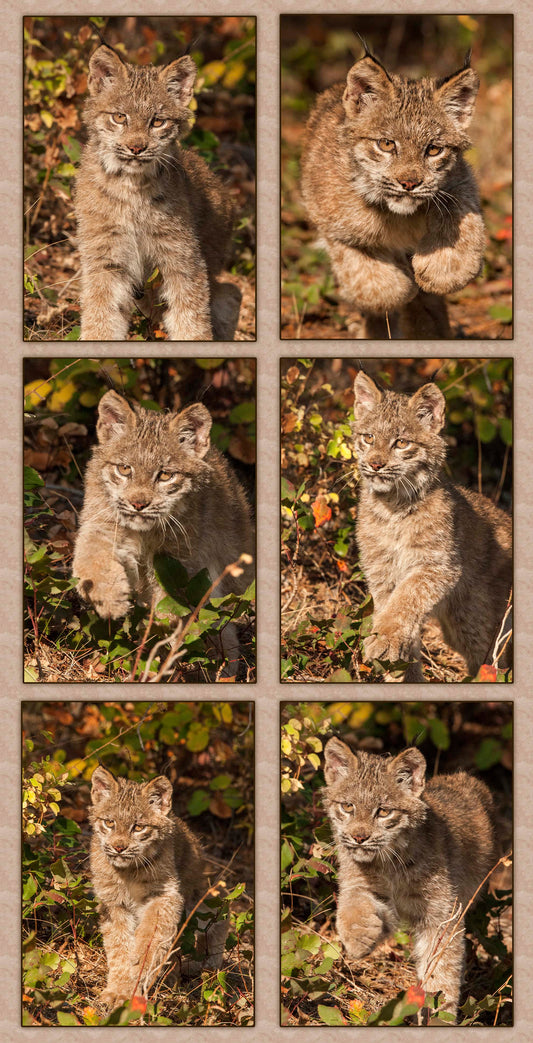 Little Lynx on the Move Fabric Panel - AWC-011