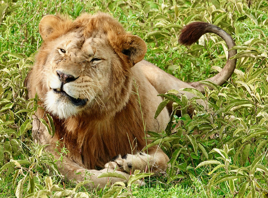 Relaxing Lion Fabric Panel - AWC-016