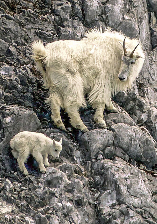 Mountain Goats on Rock Cliff Fabric Panel - ANW-002C