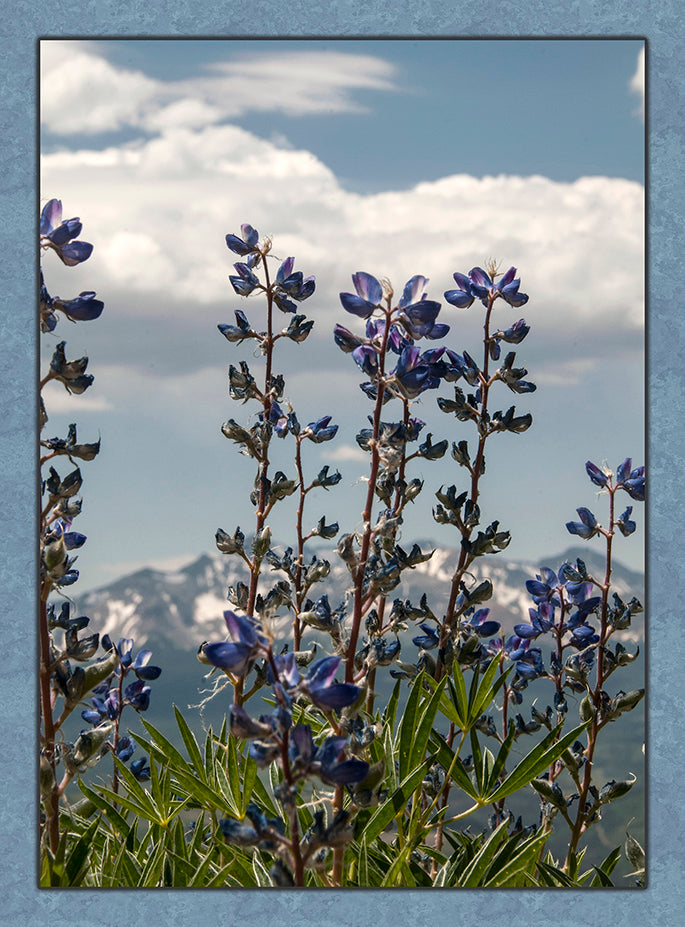 Mountain Lupine Single Fabric Panel - FLR-003C