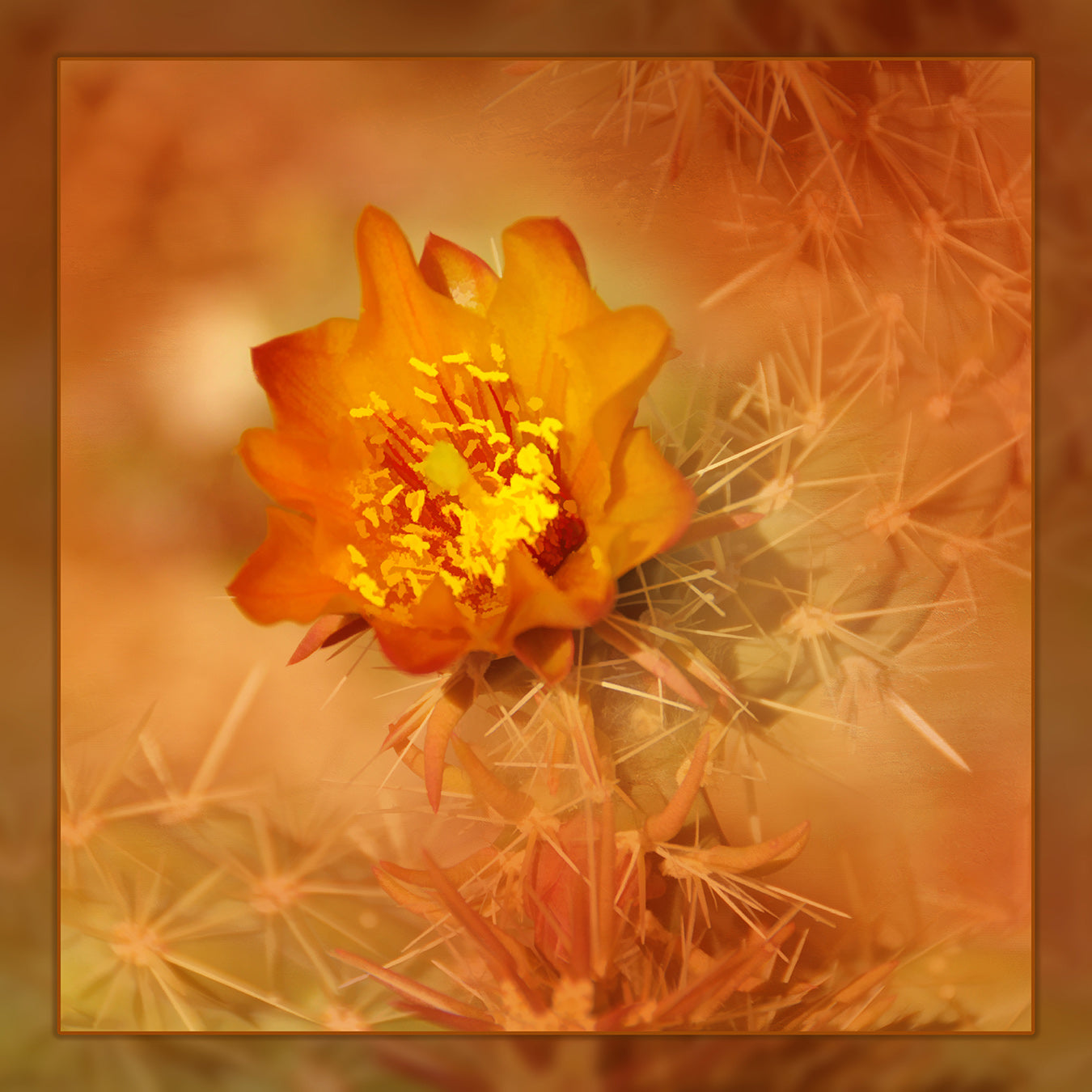 Orange Cactus Bloom Fabric Panel - DCS-011