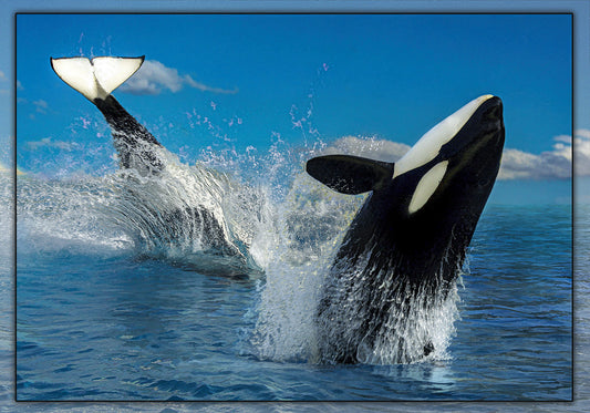 Orcas at Play Fabric Panel - OCE-008