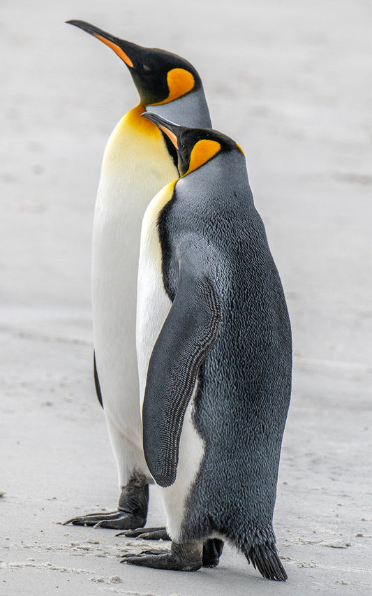 A Pair of Kings - Penguins that is! - BLB-027