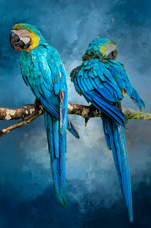 Bright Pair of Macaws Fabric Panel - BPT-001
