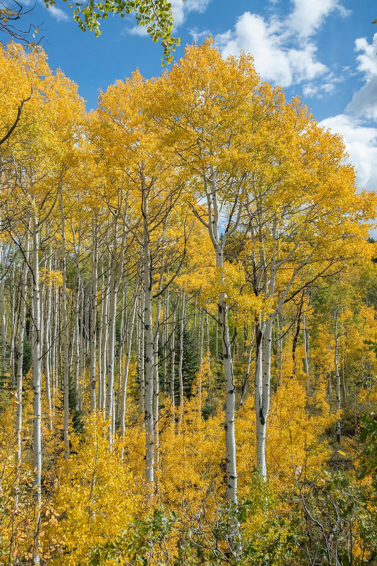 Peak Fall Color Fabric Panel - SFC-002C