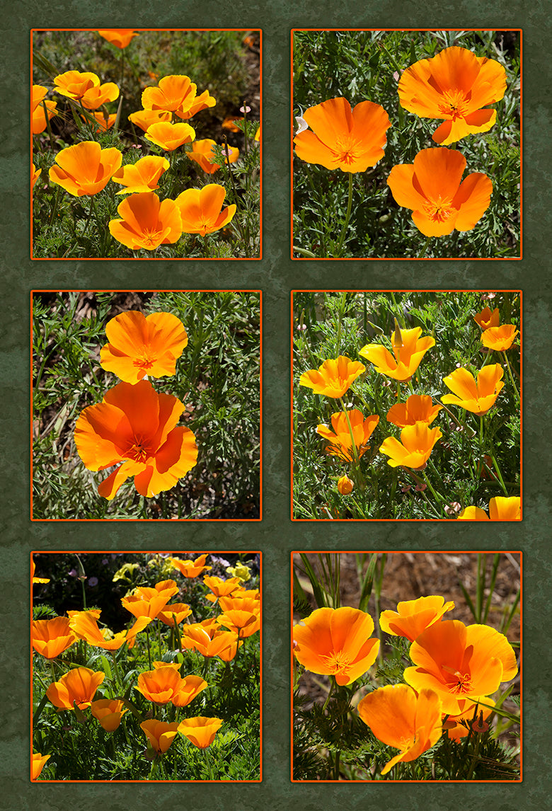 Block Color Poppy California Poppies Six Block Fabric Panel - FLR-014C – Focus on Fabric