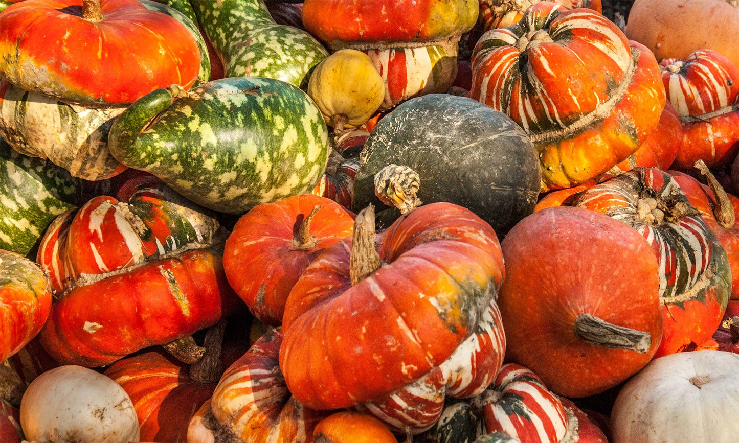 Pumpkins and Gourds Galore Fabric Panel - FPG-007