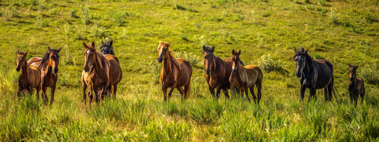 Row of Running Horses Fabric Panel - AHS-013