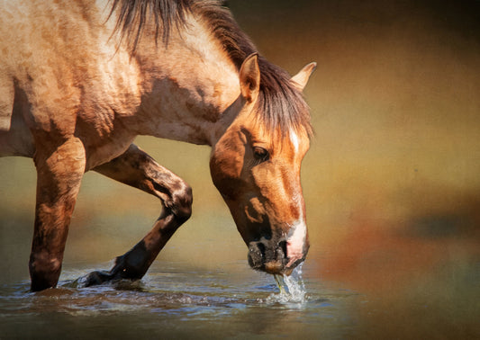 Salt River Horse in Water Fabric Panel - AHS-003