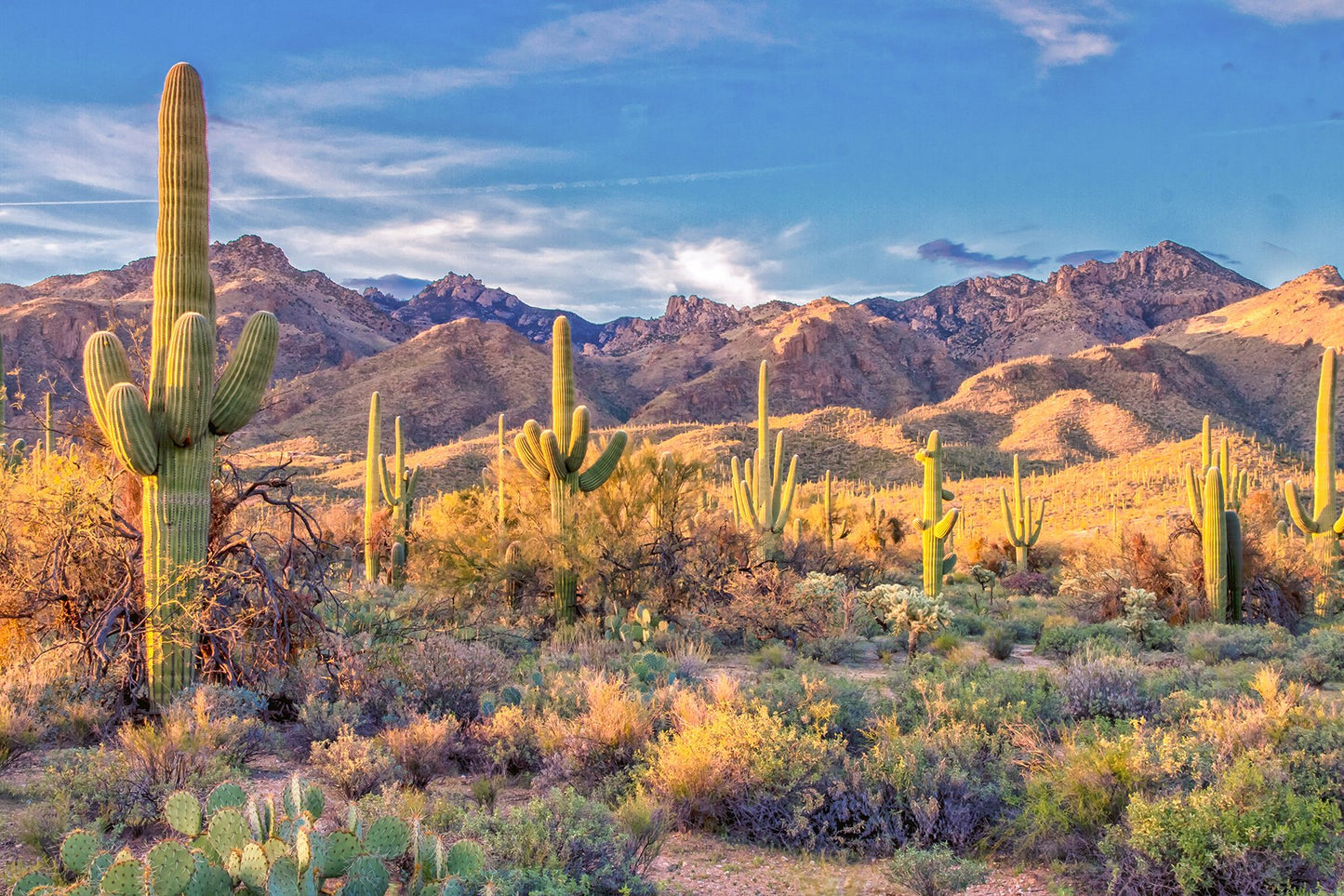 Saguaro National Park Fabric Panel - DCS-002