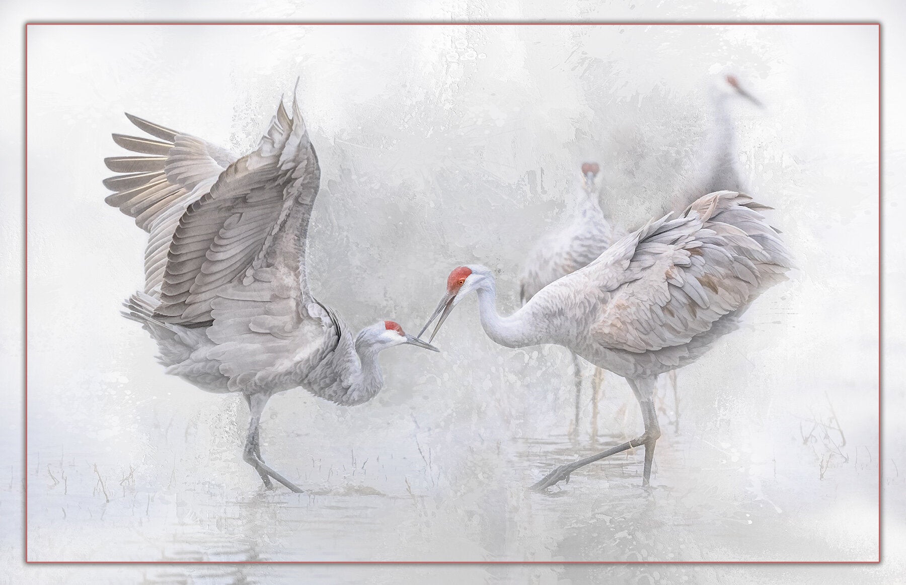 Sandhill Crane Mating Dance Fabric Panel - BSB-009 – Focus on Fabric