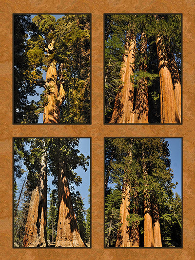 Sequoia National Park Fabric Panel - NPC-004C