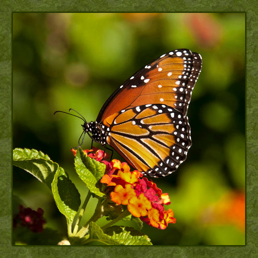 Single Monarch Butterfly Fabric Panel - BRM-003