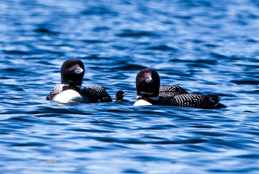 Small Loon Family Fabric Panel - BLB-018