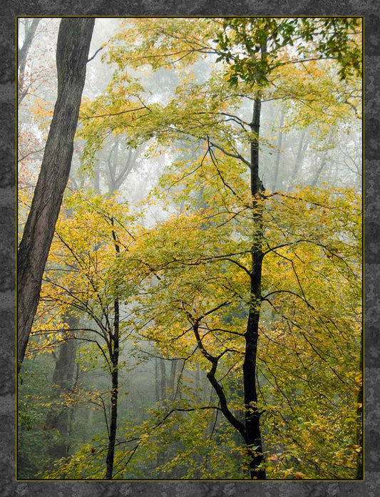 Smoky Mountain National Park in Fall Fabric Panel - NPSM-003