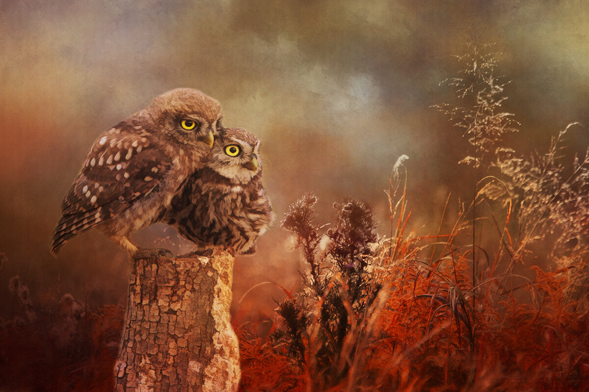 Pair of Cuties Baby Owls Fabric Panel - BBP-009C – Focus on Fabric