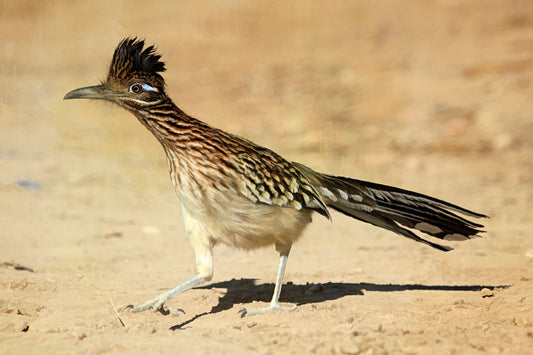 Westbound Roadrunner Fabric Panel - BBG-009