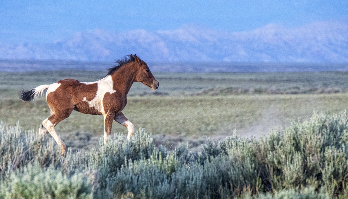 Wild Paint Colt on the Move Fabric Panel - AHS-024