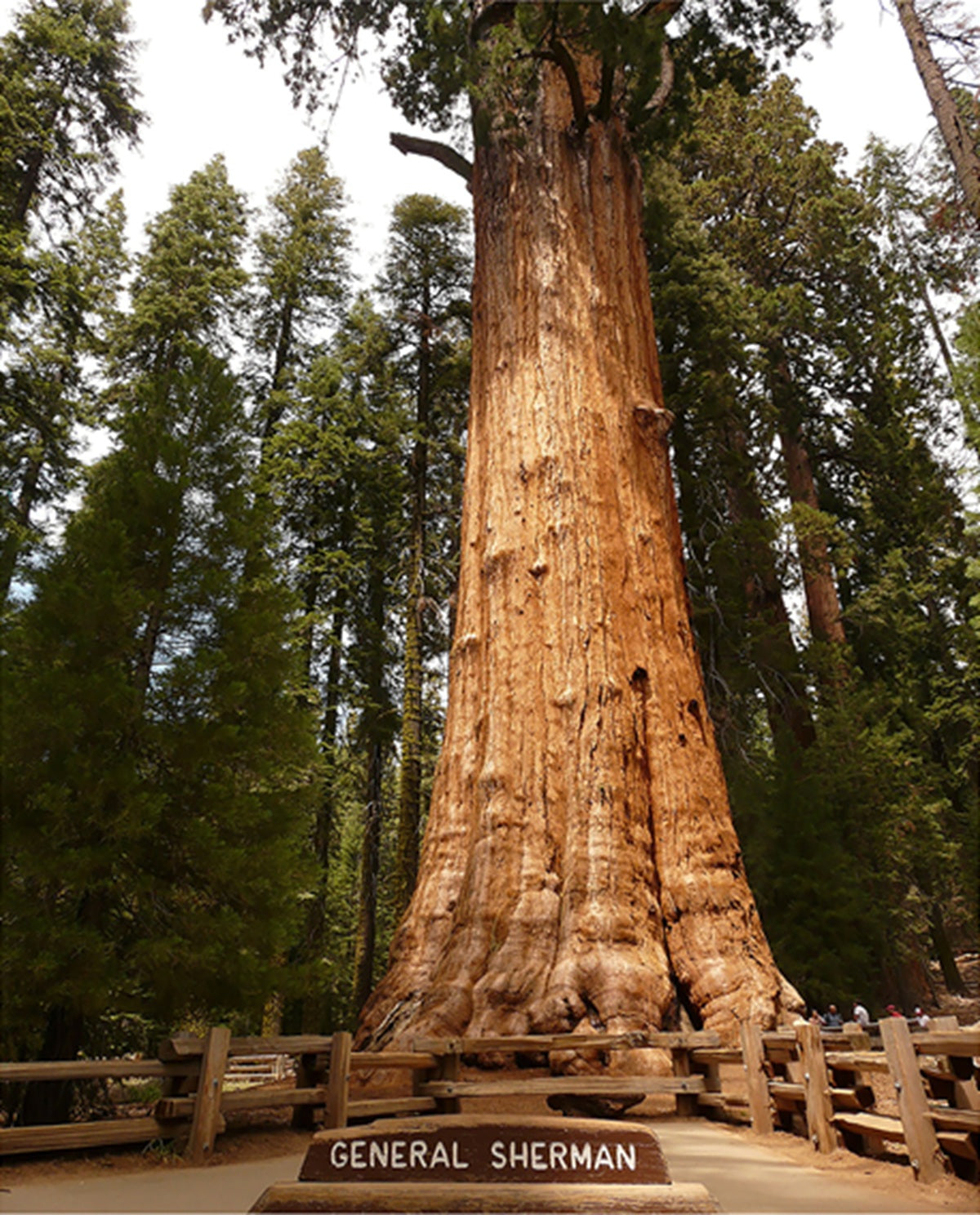 The General Sherman Tree Fabric Panel - NPC-011