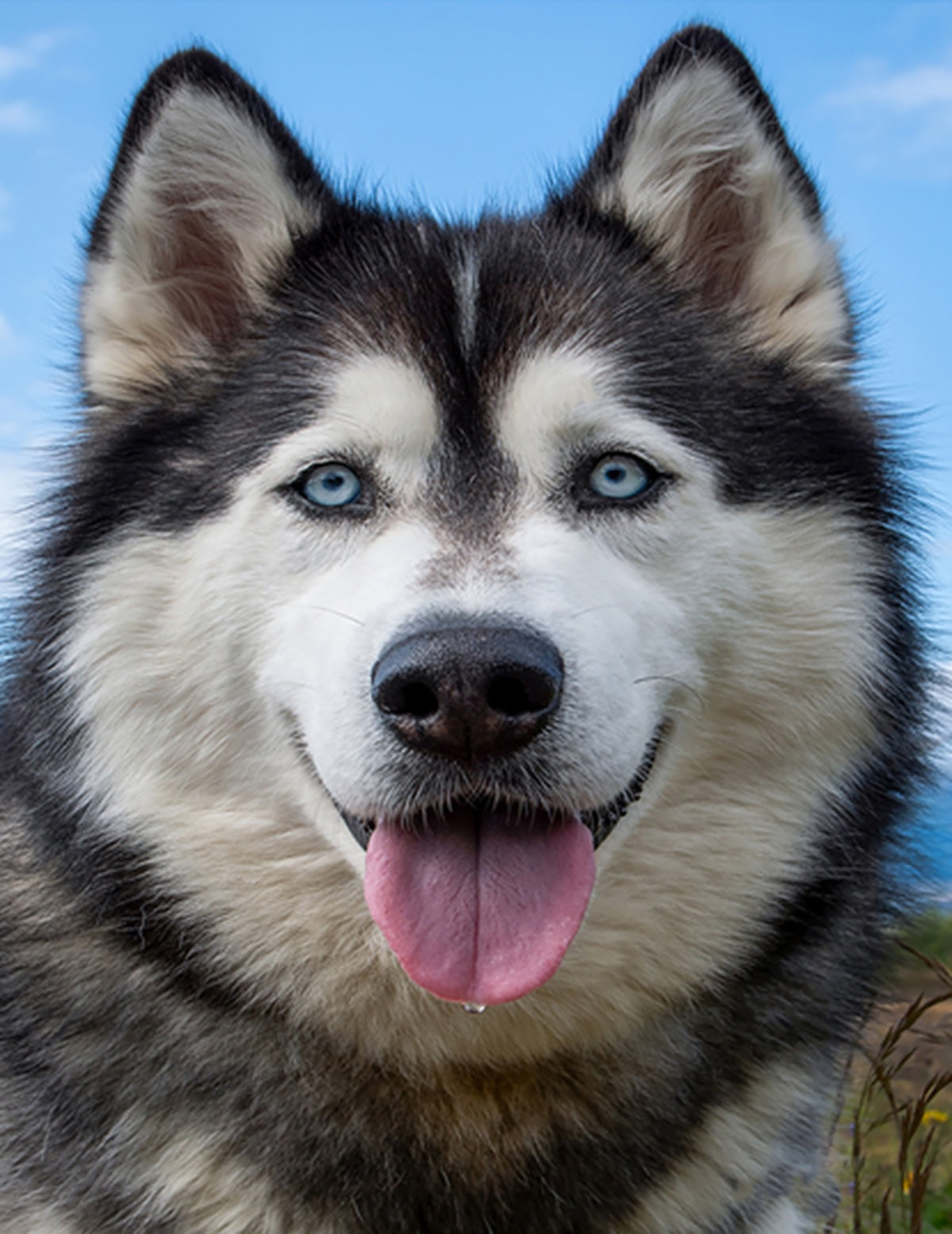 A Handsome Husky Fabric Panel - ADP-018