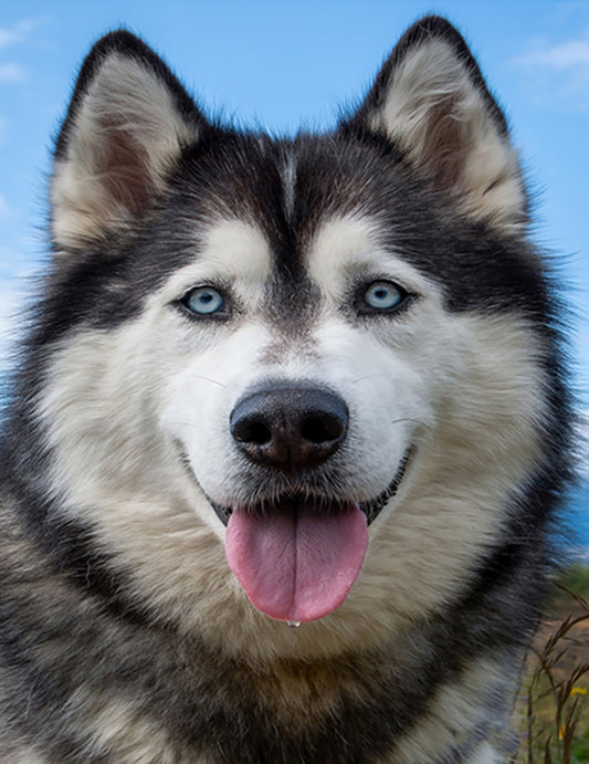 A Handsome Husky Fabric Panel - ADP-018