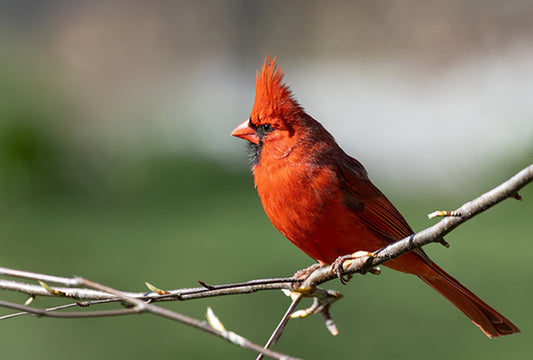 Red Cardinal on a Branch Fabric Panel - BRB-017
