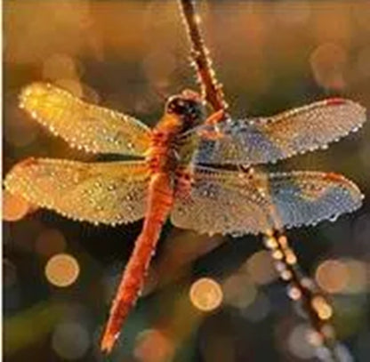 Orange Dragonfly Fabric Panel - BRM-012C