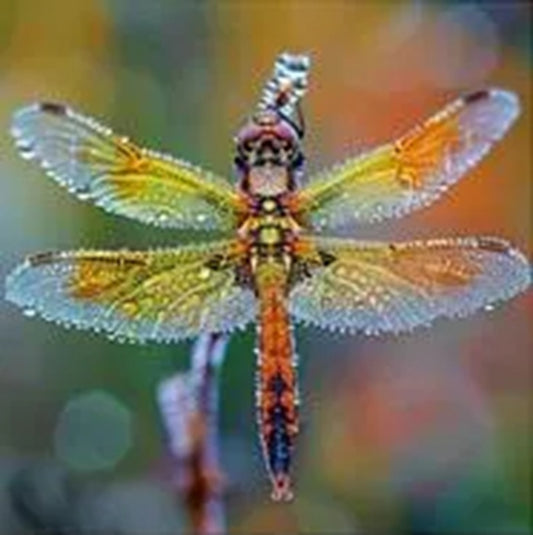 Rainbow Dragonfly Fabric Panel - BRM-014C