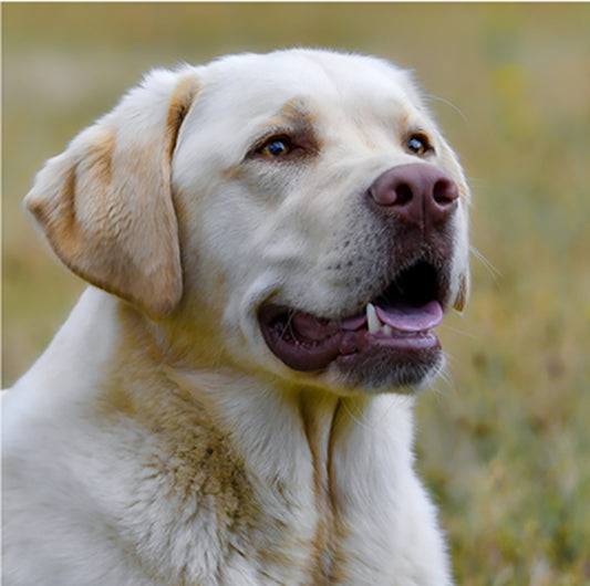Fun Size Yellow Lab Fabric Panel - FUN-051