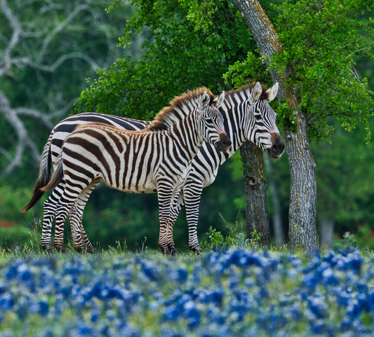 Zebras in a field of Bluebonnets Fabric Panel - JAP-016