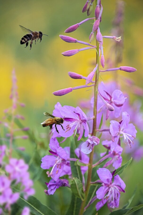 Fireweed with Bees Fabric Panel - FLR-023