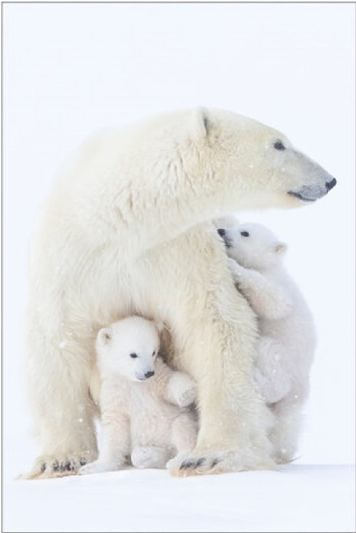 Polar Bear Mother and Her Cubs Fabric Panel - ANW-062C