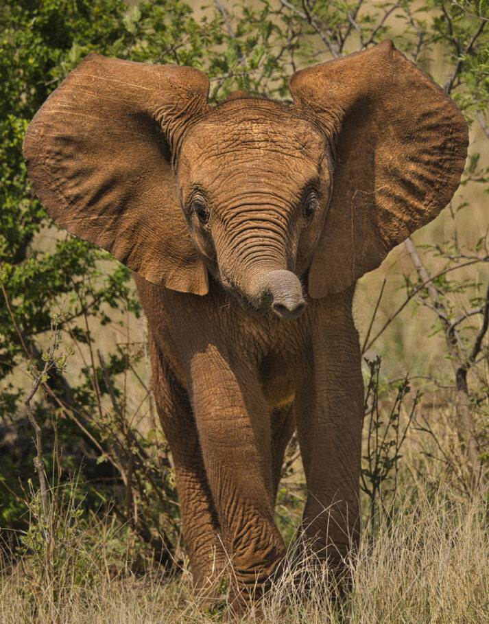 South African Elephant Fabric Panel - JAP-007